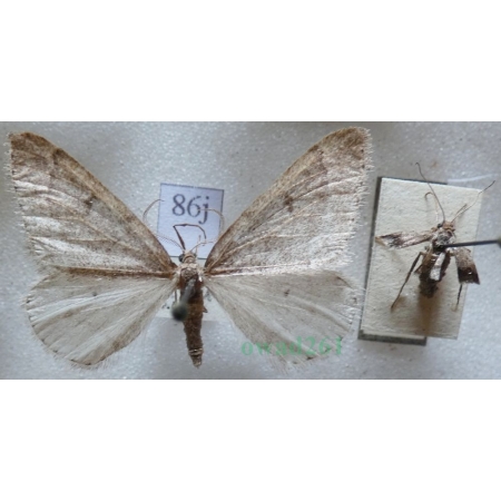 Theria rupicapraria (Denis & Schiffermüller, 1775) pair Wiosennica porożyca Czech86j